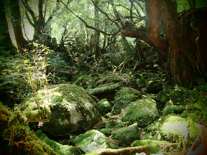 P4290036013 P4290036013