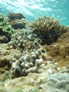 Daibinngu_009