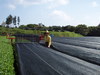 Rakumaki_002