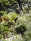Synokel_020_2