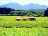 Ocha_001