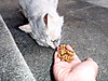 Neko_008