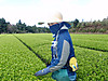 Ayasii_001