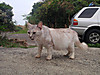 Neko_011