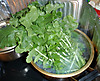 Daikon_001
