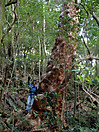 Myoujoutake_005_2