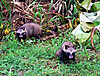 Tanuki_008