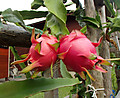 Doragon_003